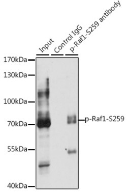 Invitrogen Phospho-c-Raf (Ser259) Polyclonal Antibody 100 &mu;L; Unconjugated:Antibodies,