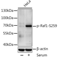 Invitrogen Phospho-c-Raf (Ser259) Polyclonal Antibody 100 &mu;L; Unconjugated:Antibodies,