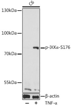 Invitrogen Phospho-IKK alpha (Ser176) Polyclonal Antibody 100 &mu;L; Unconjugated:Antibodies,