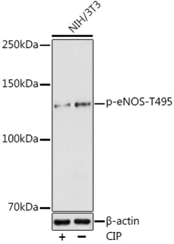 Invitrogen Phospho-eNOS (Thr495) Polyclonal Antibody 100 &mu;L; Unconjugated:Antibodies,