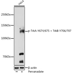 Invitrogen Phospho-TrkA/TrkB (Tyr674, Tyr675, Tyr706, Tyr707) Polyclonal
