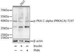 Invitrogen Phospho-PKA alpha (Thr197) Polyclonal Antibody 100 &mu;L; Unconjugated:Antibodies,