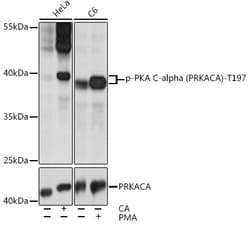 Invitrogen Phospho-PKA alpha (Thr197) Polyclonal Antibody 100 &mu;L; Unconjugated:Antibodies,