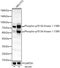 Invitrogen Phospho-p70 S6 Kinase (Thr389) Polyclonal Antibody 100 &mu;L;