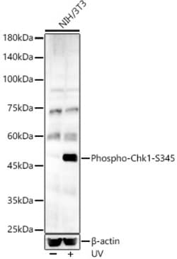 Invitrogen Phospho-Chk1 (Ser345) Polyclonal Antibody 100 &mu;L; Unconjugated:Antibodies,