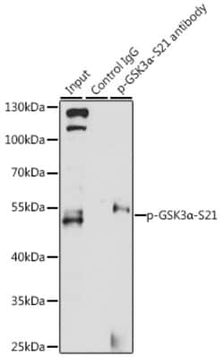 Invitrogen Phospho-GSK3 alpha (Ser21) Polyclonal Antibody 100 &mu;L; Unconjugated:Antibodies,