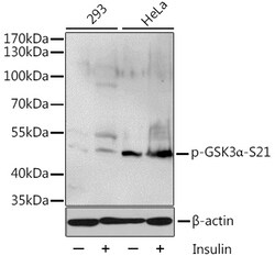 Invitrogen Phospho-GSK3 alpha (Ser21) Polyclonal Antibody 100 &mu;L; Unconjugated:Antibodies,