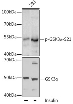 Invitrogen Phospho-GSK3 alpha (Ser21) Polyclonal Antibody 100 &mu;L; Unconjugated:Antibodies,