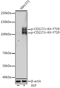 Invitrogen&trade;&nbsp;Phospho-c-Kit (Tyr719) Polyclonal Antibody