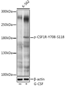 Invitrogen Phospho-CSF1R (Tyr708) Polyclonal Antibody 100 &mu;L; Unconjugated:Antibodies,