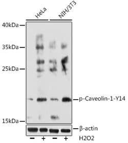 Invitrogen Phospho-Caveolin 1 (Tyr14) Polyclonal Antibody 100 &mu;L; Unconjugated:Antibodies,