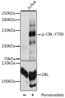 Invitrogen Phospho-c-Cbl (Tyr700) Polyclonal Antibody 100 &mu;L; Unconjugated:Antibodies,