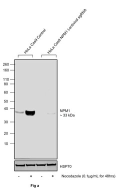 Invitrogen Phospho-NPM1 (Thr199) Polyclonal Antibody 100 &mu;L; Unconjugated:Antibodies,
