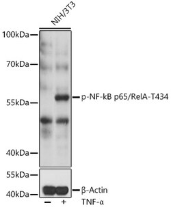 Invitrogen Phospho-NFkB p65 (Thr434) Polyclonal Antibody 100 &mu;L; Unconjugated:Antibodies,