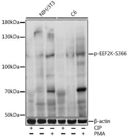 Invitrogen Phospho-EEF2K (Ser366) Polyclonal Antibody 100 &mu;L; Unconjugated:Antibodies,