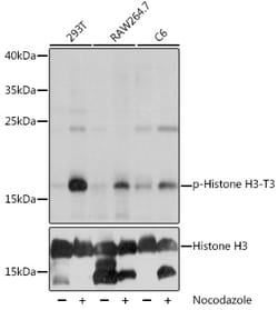 Invitrogen Phospho-Histone H3 (Thr3) Polyclonal Antibody 100 &mu;L; Unconjugated:Antibodies,