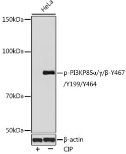 Invitrogen Phospho-PI3K p85/p55 (Tyr467, Tyr199, Tyr464) Polyclonal Antibody 100 &mu;L | Buy Online | Invitrogen&trade; | Fisher Scientific