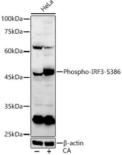 Invitrogen Phospho-IRF3 (Ser386) Polyclonal Antibody 100 &mu;L; Unconjugated:Antibodies,