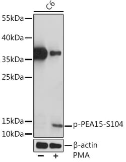Invitrogen Phospho-PEA15 (Ser104) Polyclonal Antibody 100 &mu;L; Unconjugated:Antibodies,