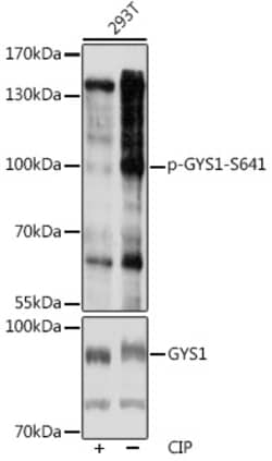Invitrogen Phospho-GYS1 (Ser641) Polyclonal Antibody 100 &mu;L; Unconjugated:Antibodies,