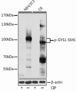 Invitrogen Phospho-GYS1 (Ser641) Polyclonal Antibody 100 &mu;L; Unconjugated:Antibodies,