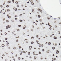 Invitrogen Phospho-STAT5A/B (Tyr694) Polyclonal Antibody 100 &mu;L; Unconjugated:Antibodies,