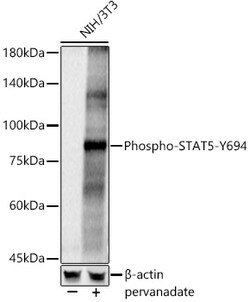 Invitrogen Phospho-STAT5A/B (Tyr694) Polyclonal Antibody 100 &mu;L; Unconjugated:Antibodies,
