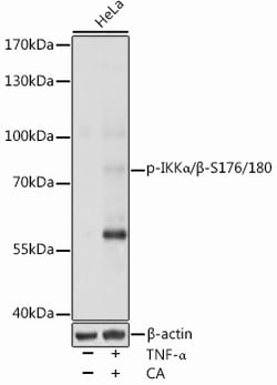 Invitrogen Phospho-IKK alpha/beta (Ser176, Ser180) Polyclonal Antibody