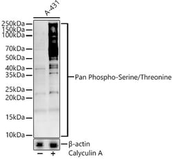 Invitrogen Phosphoserine/threonine Polyclonal Antibody 100 &mu;L; Unconjugated:Antibodies,