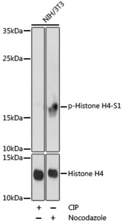 Invitrogen Phospho-Histone H4 (Ser1) Polyclonal Antibody 100 &mu;L; Unconjugated:Antibodies,