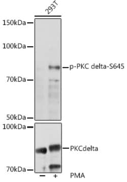 Invitrogen Phospho-PKC delta (Ser645) Polyclonal Antibody 100 &mu;L; Unconjugated:Antibodies,