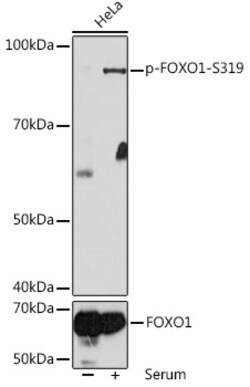 Invitrogen Phospho-FOXO1 (Ser319) Polyclonal Antibody 100 &mu;L; Unconjugated:Antibodies,
