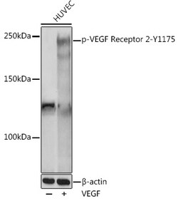 Invitrogen Phospho-VEGF Receptor 2 (Tyr1175) Polyclonal Antibody 100 &mu;L;