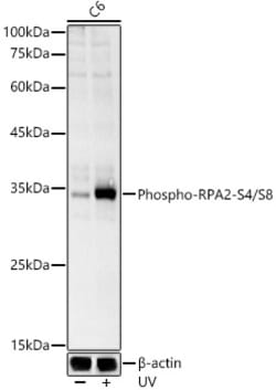 Invitrogen Phospho-RPA2 (Ser4, Ser8) Polyclonal Antibody 100 &mu;L; Unconjugated:Antibodies,