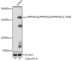 Invitrogen Phospho-PPP1R12A/PPP1R12B/PPP1R12C (Thr696) Polyclonal Antibody