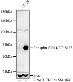 Invitrogen Phospho-RIP1 (Ser166) Polyclonal Antibody 100 &mu;L; Unconjugated:Antibodies,