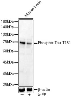 Invitrogen Phospho-Tau (Thr181) Polyclonal Antibody 100 &mu;L; Unconjugated:Antibodies,