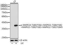 Invitrogen Phospho-p38 MAPK Pan (Thr180, Tyr182, Thr183, Tyr185) Polyclonal