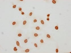 Invitrogen 2-hydroxyisobutyryl-HIST1H2AG (Lys5) Polyclonal Antibody 100