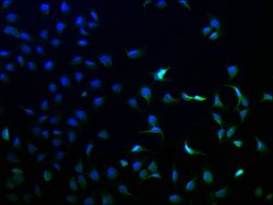Invitrogen ANKEF1 Polyclonal Antibody 100 &mu;L; Unconjugated:Antibodies,