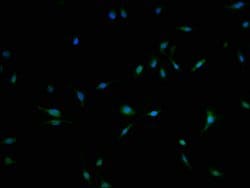 Invitrogen C3orf38 Polyclonal Antibody 100 &mu;L; Unconjugated:Antibodies,