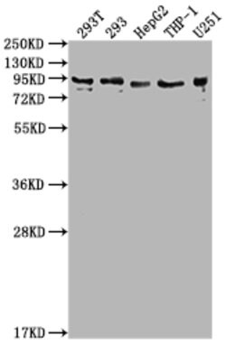 Invitrogen CCHCR1 Polyclonal Antibody 100 &mu;L | Buy Online | Invitrogen&trade; | Fisher Scientific