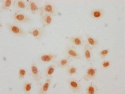Invitrogen Crotonyl-HIST1H2AG (Lys36) Polyclonal Antibody 100 &mu;L; Unconjugated:Antibodies,