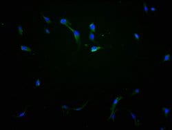 Invitrogen EphA10 Polyclonal Antibody 100 &mu;L; Unconjugated:Antibodies,