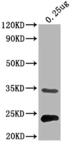 Invitrogen E. coli eutC Polyclonal Antibody 100 μL; Unconjugated:Antibodies,