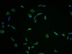 Invitrogen FNDC5 Polyclonal Antibody 100 &mu;L; Unconjugated:Antibodies,