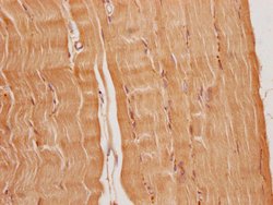 Invitrogen FNDC5 Polyclonal Antibody 100 &mu;L; Unconjugated:Antibodies,