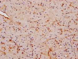 Invitrogen FNDC5 Polyclonal Antibody 100 &mu;L; Unconjugated:Antibodies,