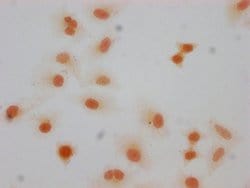 Invitrogen Formyl-Histone H1.5 (Lys66) Polyclonal Antibody 100 &mu;L; Unconjugated:Antikörper