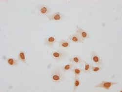 Invitrogen Formyl-Histone H1.3 (Lys140) Polyclonal Antibody 100 &mu;L;